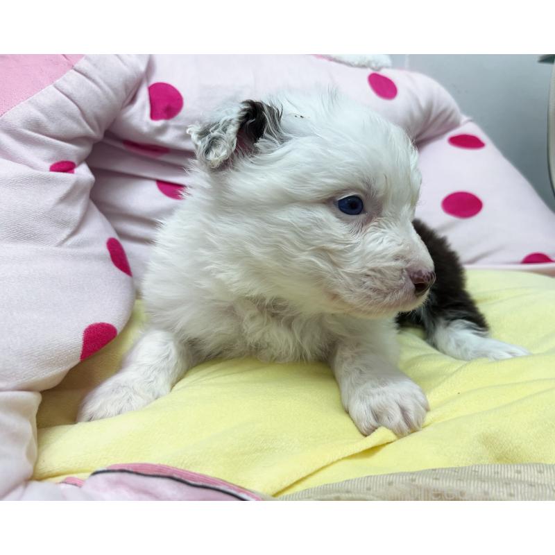 販売中の東京都のボーダーコリー-444396の3枚目