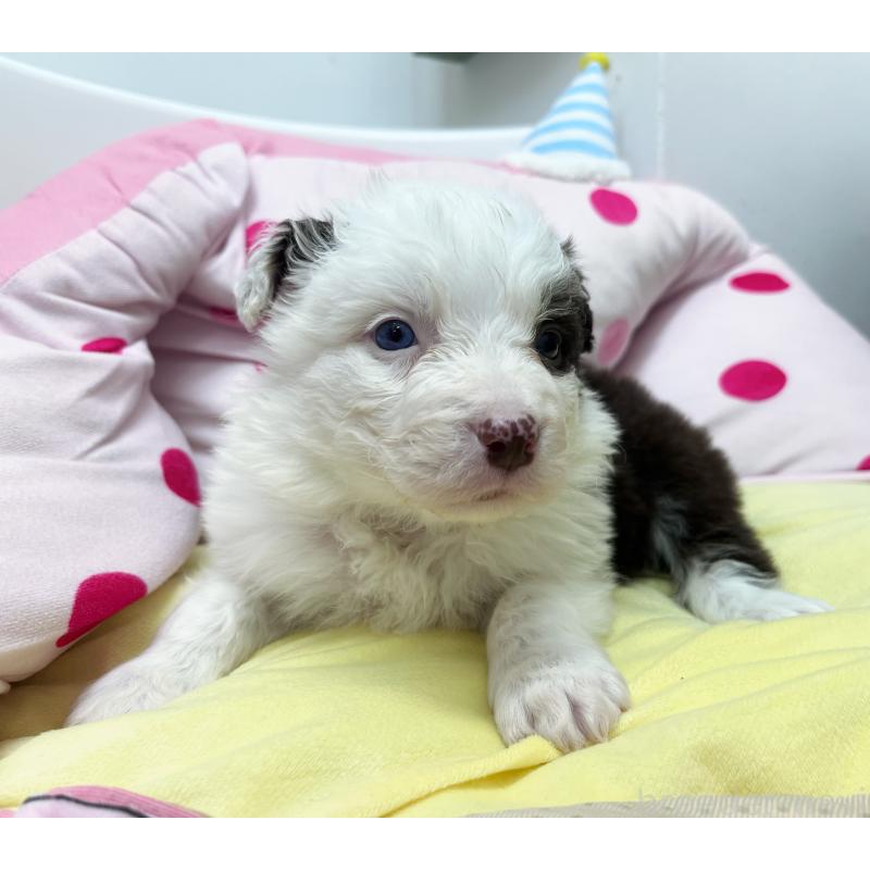 販売中の東京都のボーダーコリー-444396の2枚目