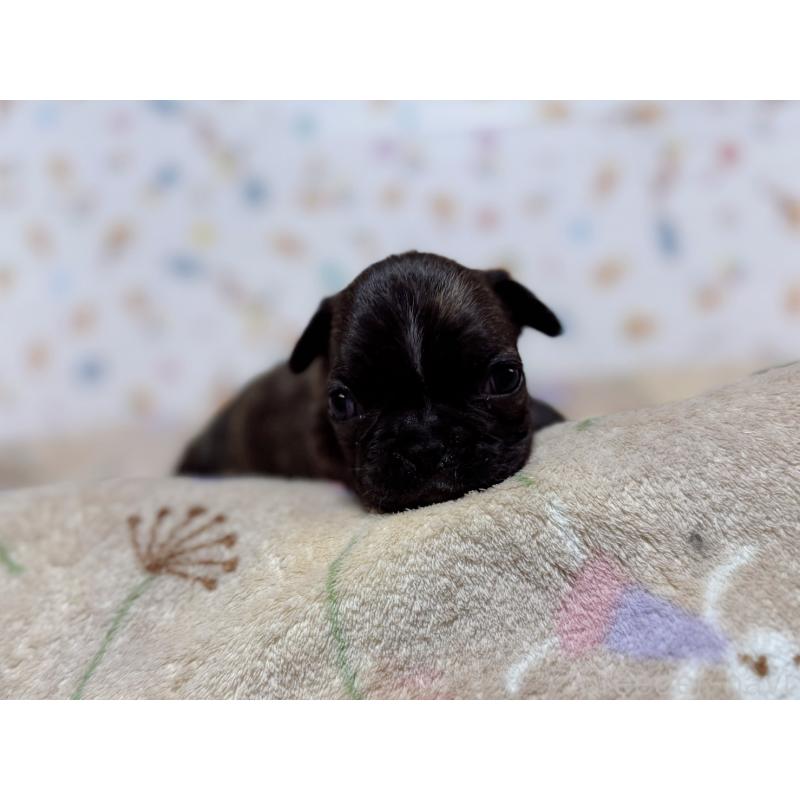 販売中の東京都のフレンチブルドッグ-442150