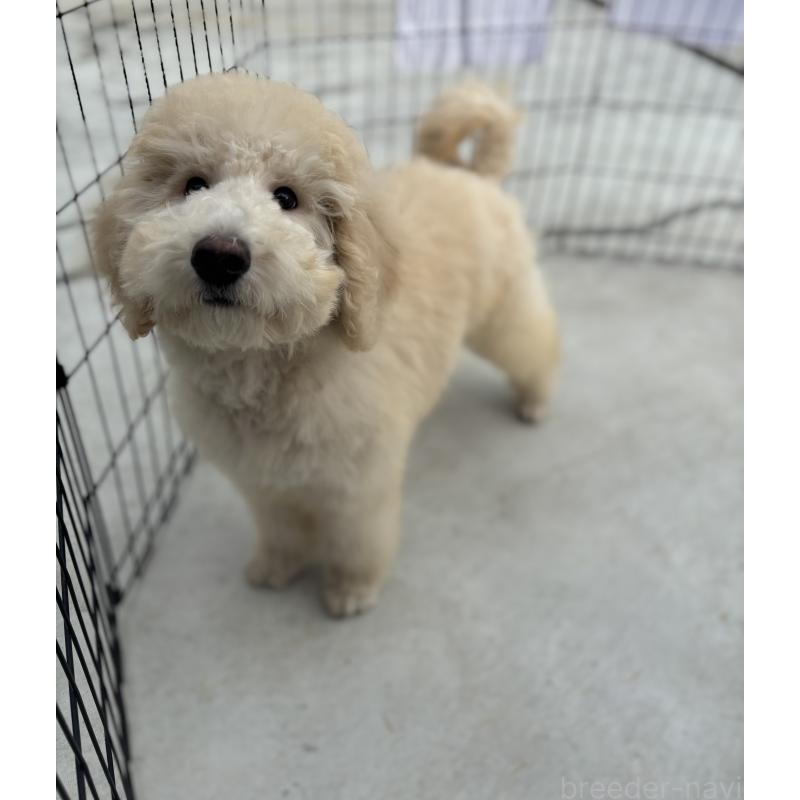 成約済の福岡県のスタンダードプードル-438629の4枚目