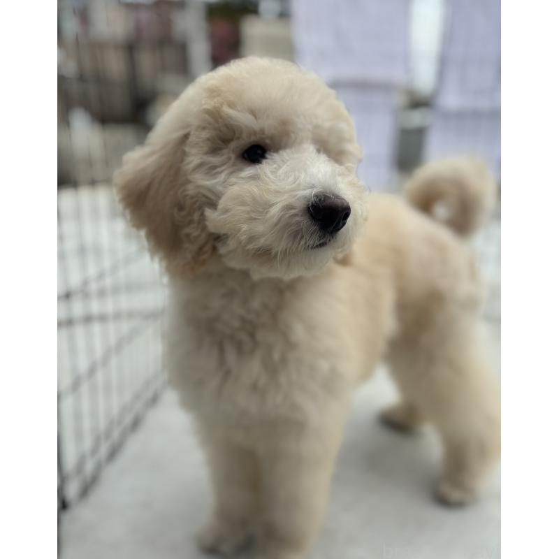 成約済の福岡県のスタンダードプードル-438629の3枚目