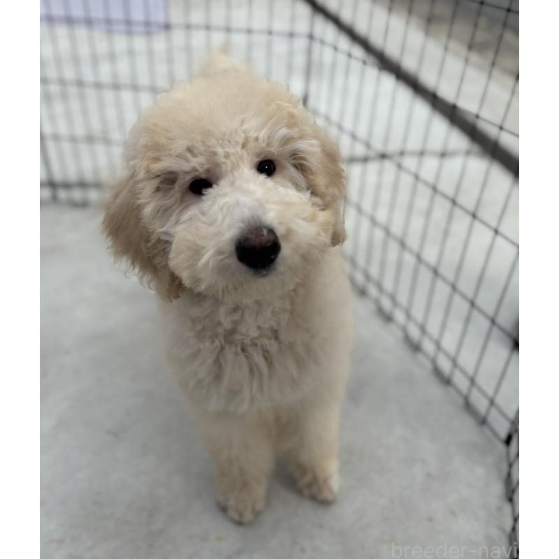 成約済の福岡県のスタンダードプードル-438629の2枚目