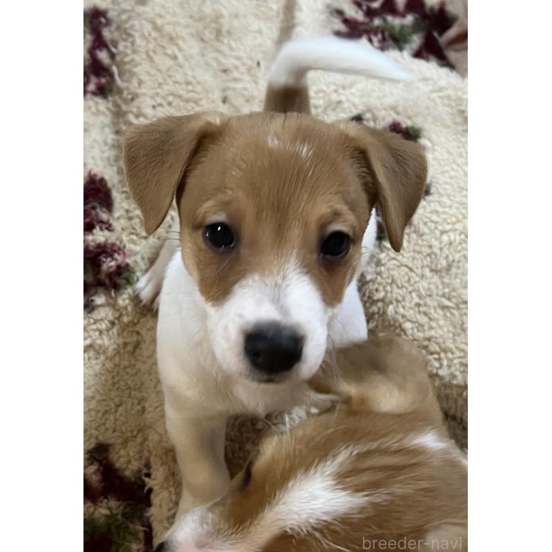 販売中の千葉県のジャックラッセルテリア-444398の3枚目