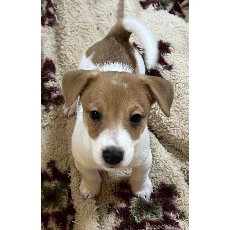 販売中の千葉県のジャックラッセルテリア-444398の2枚目