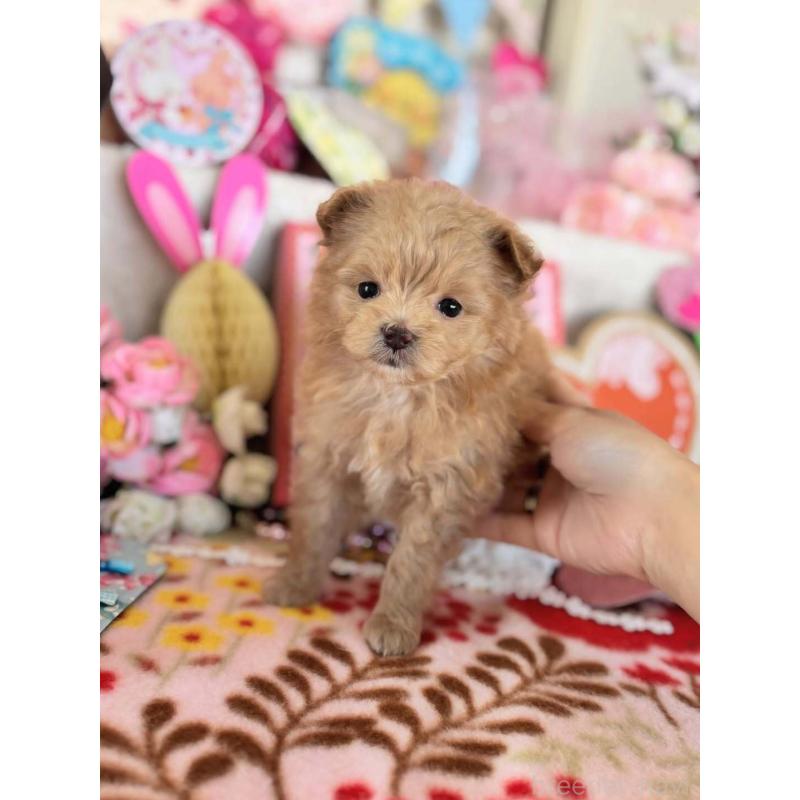 販売中の鹿児島県のポメプー:ポメラニアン×トイプードル-444399の3枚目