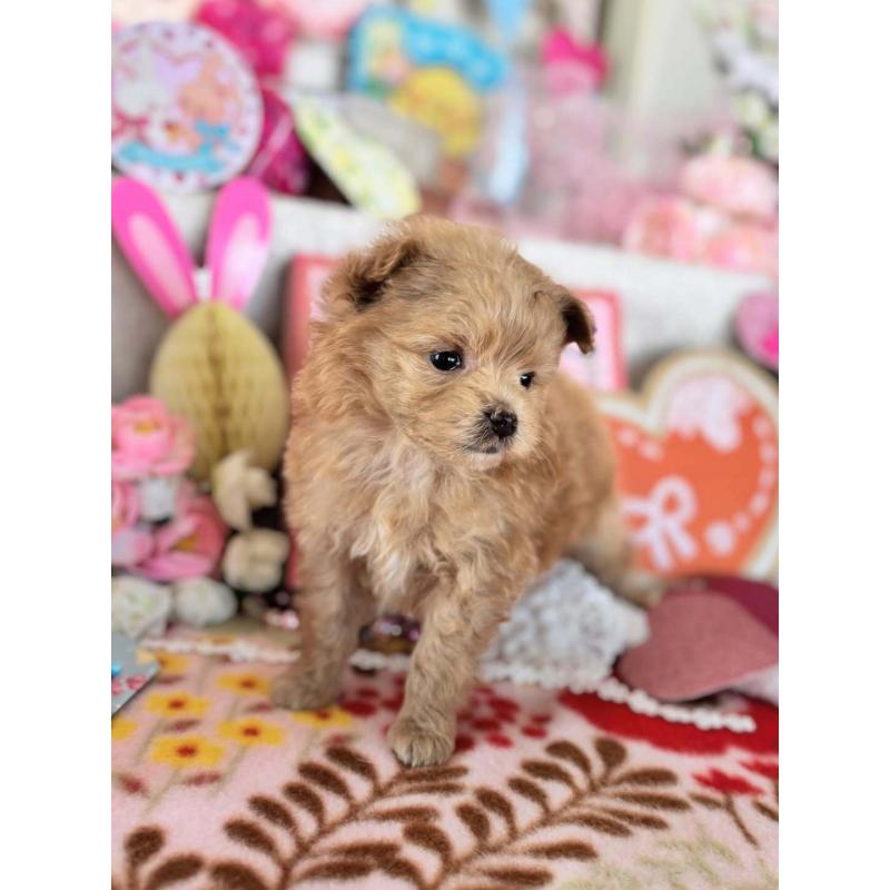 販売中の鹿児島県のポメプー:ポメラニアン×トイプードル-444399の2枚目