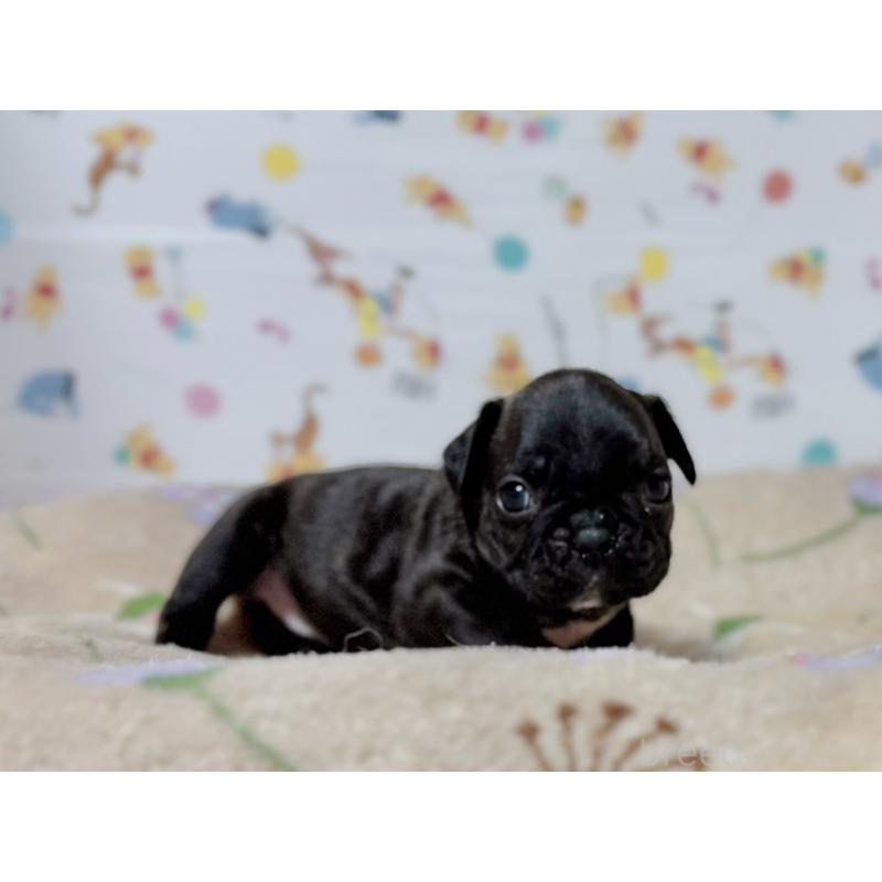 販売中の東京都のフレンチブルドッグ-444401の1枚目