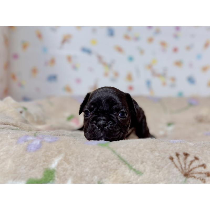 販売中の東京都のフレンチブルドッグ-444401の10枚目