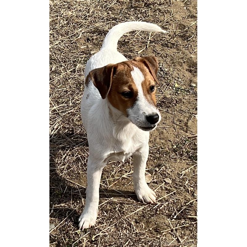 販売中の千葉県のジャックラッセルテリア-429885の2枚目