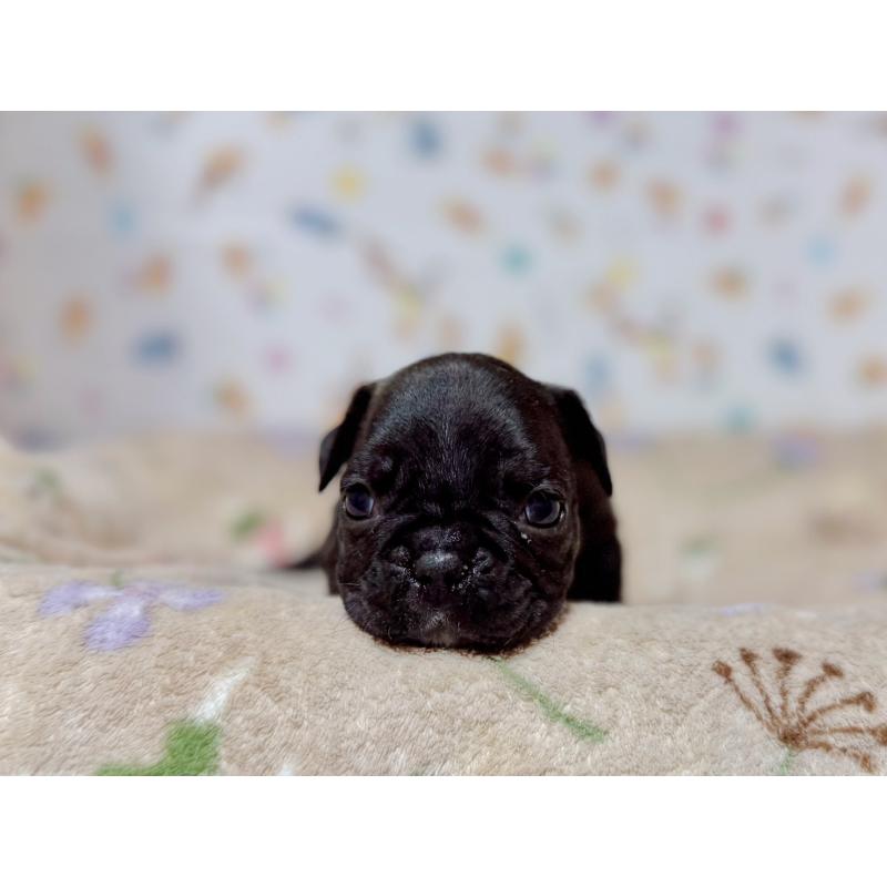 販売中の東京都のフレンチブルドッグ-444401の9枚目