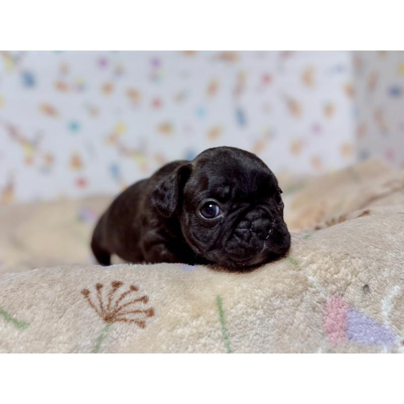 販売中の東京都のフレンチブルドッグ-444401の8枚目