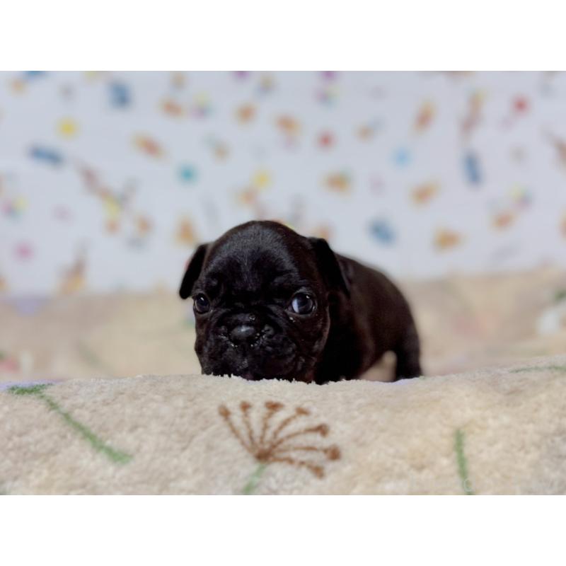 販売中の東京都のフレンチブルドッグ-444401の7枚目