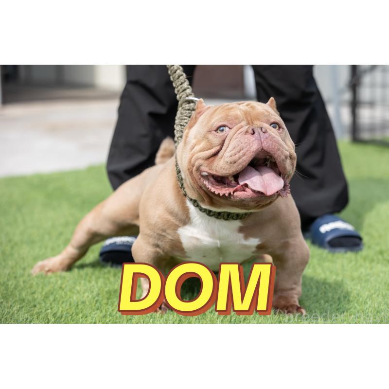 販売中の大阪府のエキゾチックブリー-435034の3枚目