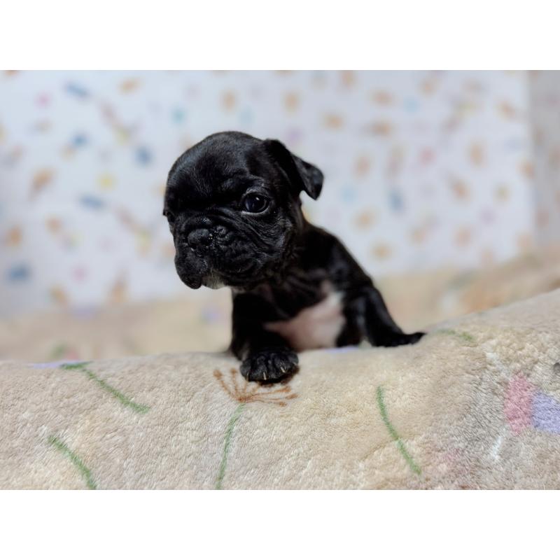 販売中の東京都のフレンチブルドッグ-444401の6枚目