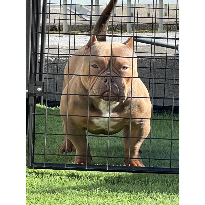 販売中の大阪府のエキゾチックブリー-435034の2枚目