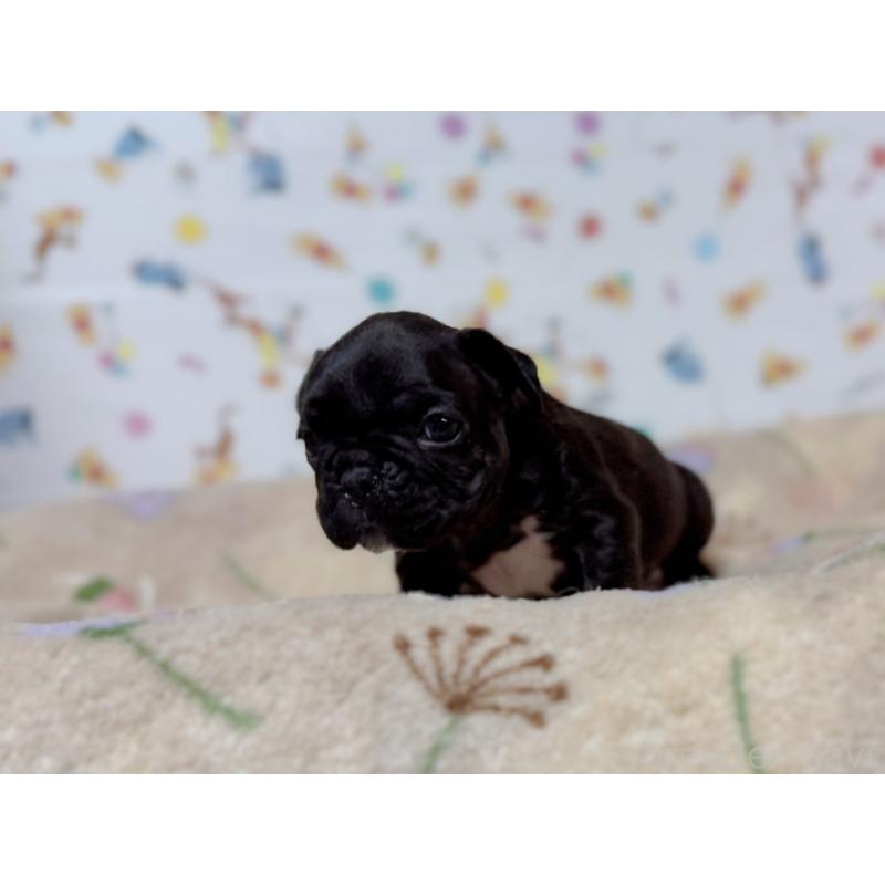 販売中の東京都のフレンチブルドッグ-444401の5枚目