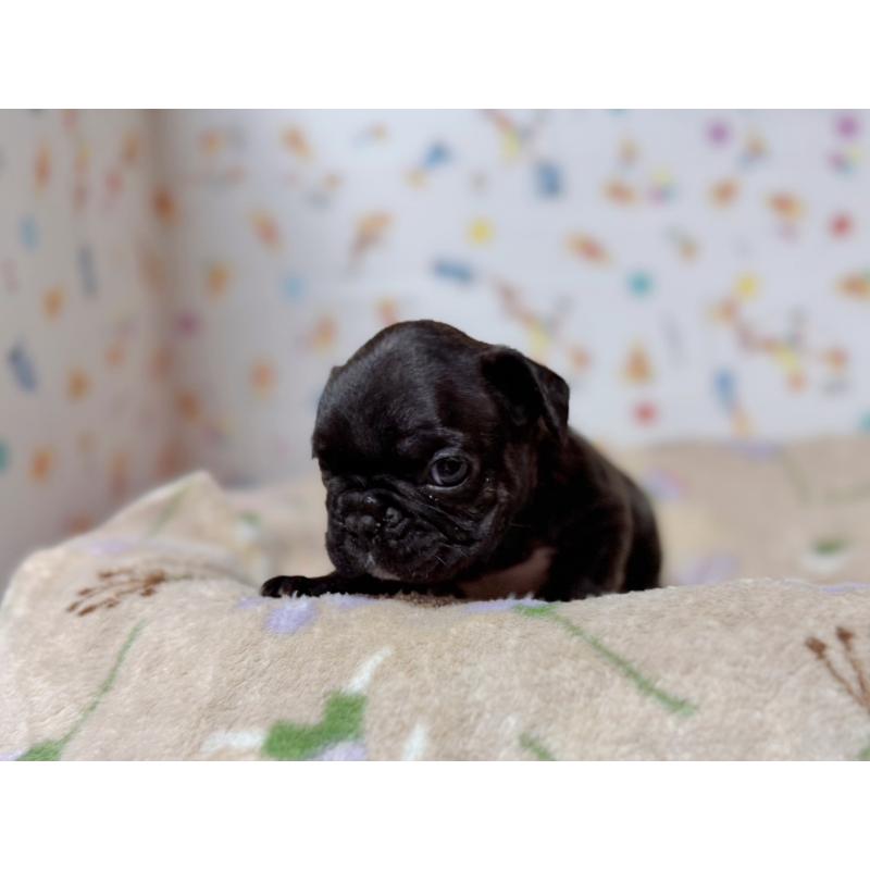 販売中の東京都のフレンチブルドッグ-444401の4枚目