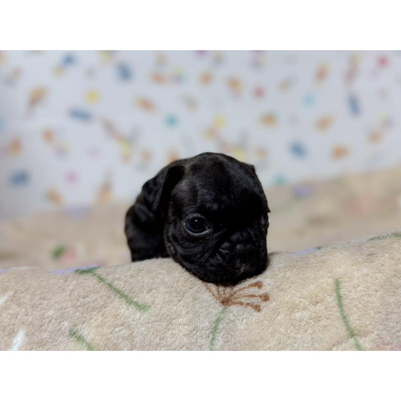 販売中の東京都のフレンチブルドッグ-444401の3枚目