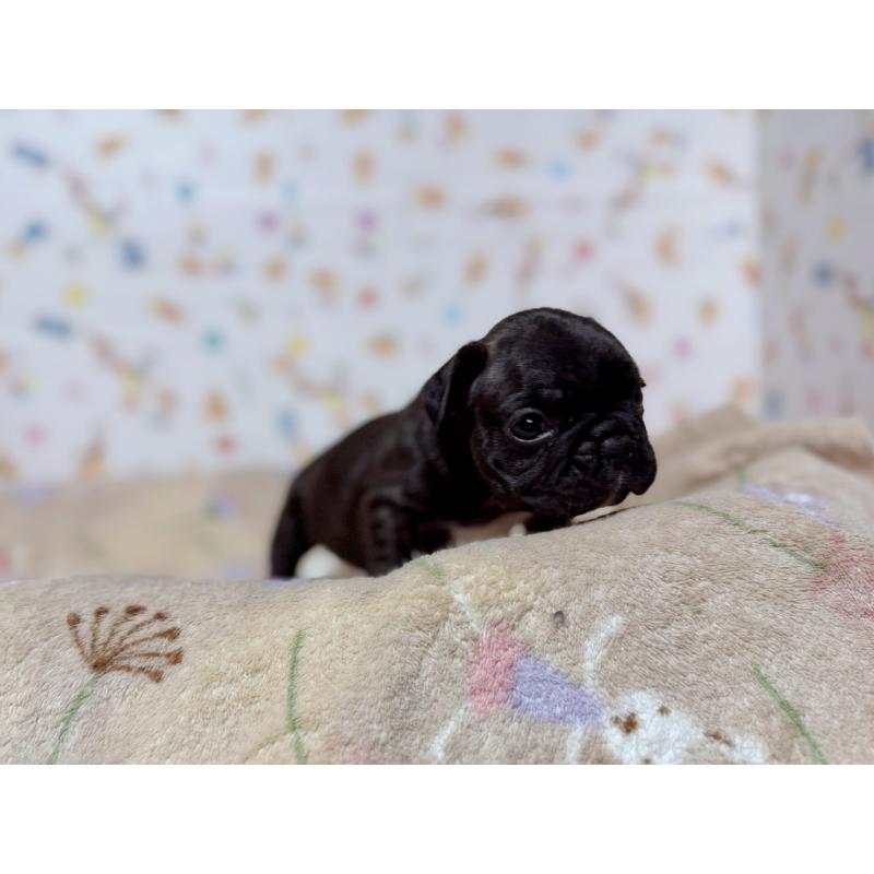 販売中の東京都のフレンチブルドッグ-444401の2枚目