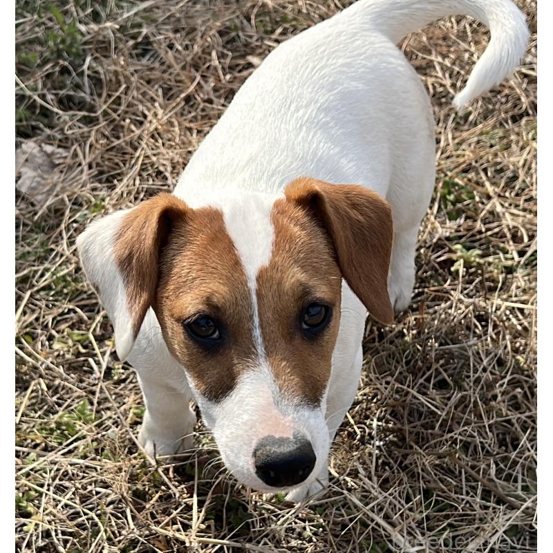 販売中の千葉県のジャックラッセルテリア-429884の3枚目