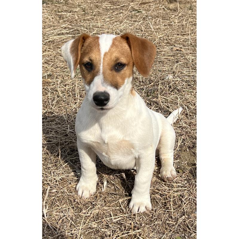 販売中の千葉県のジャックラッセルテリア-429884の2枚目