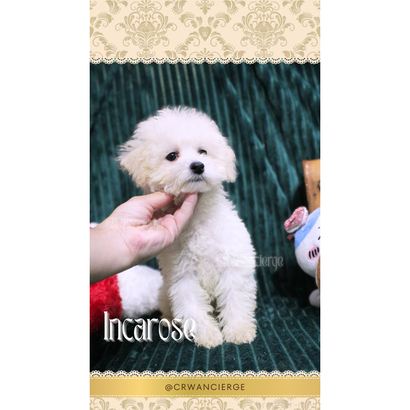 販売中の愛媛県のタイニープードル-444402の4枚目