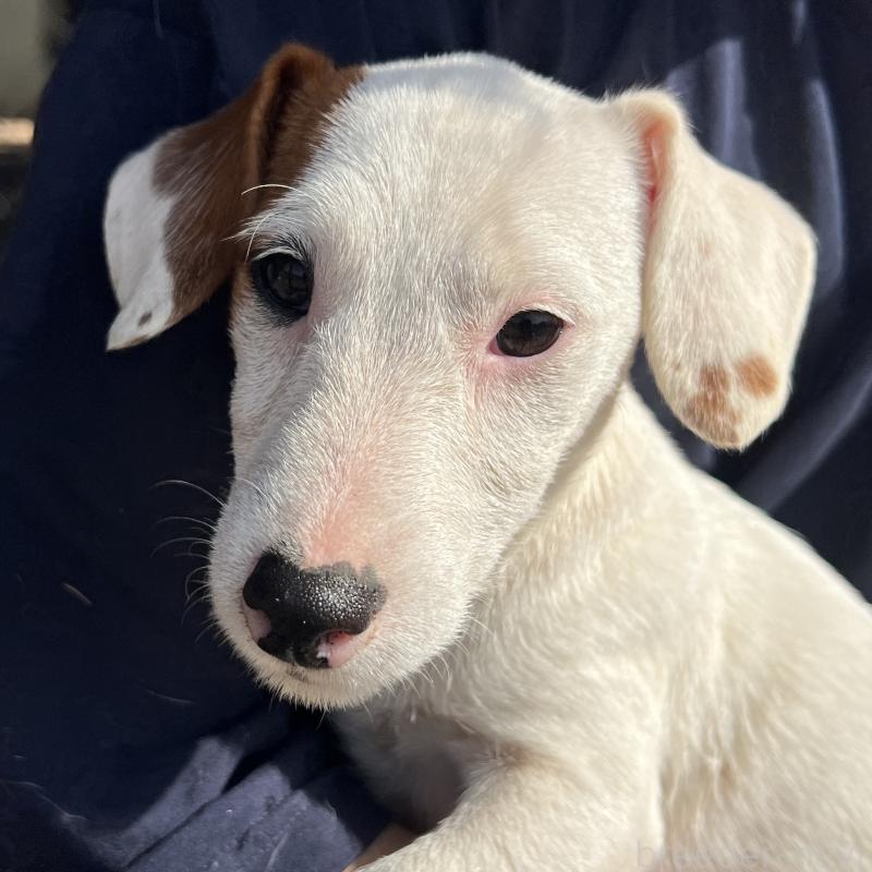 販売中の千葉県のジャックラッセルテリア-429883の4枚目