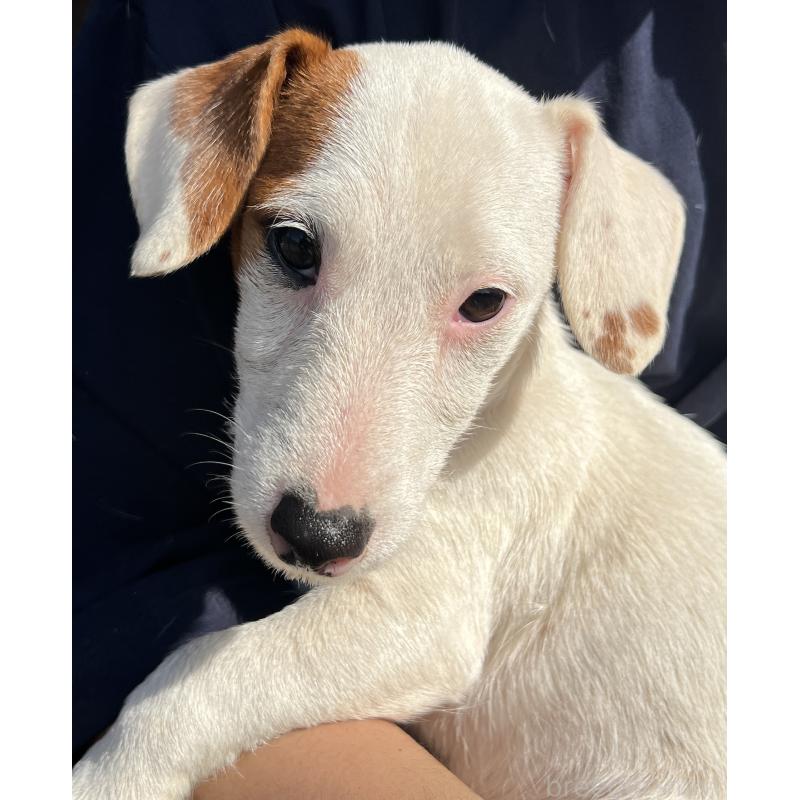 販売中の千葉県のジャックラッセルテリア-429883の3枚目