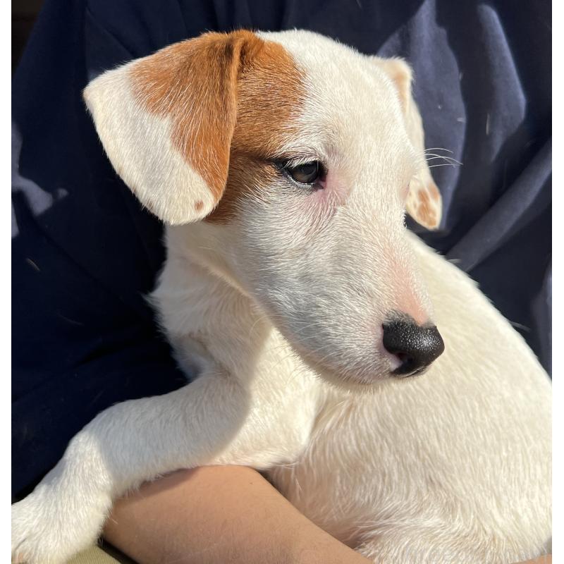販売中の千葉県のジャックラッセルテリア-429883の2枚目
