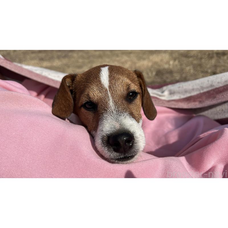 販売中の千葉県のジャックラッセルテリア-429871の3枚目