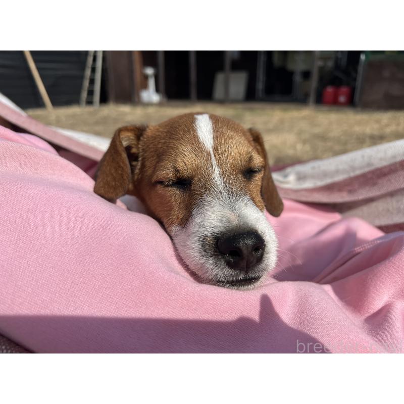 販売中の千葉県のジャックラッセルテリア-429871の2枚目