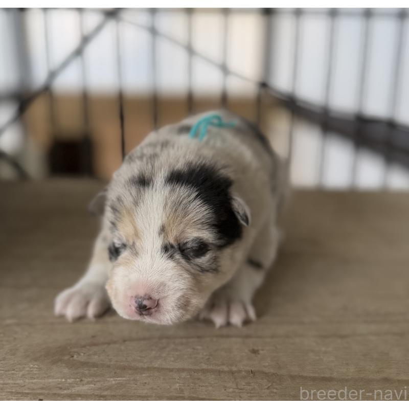 販売中の山梨県のオゥスキー:オーストラリアンシェパード×ハスキー-441735