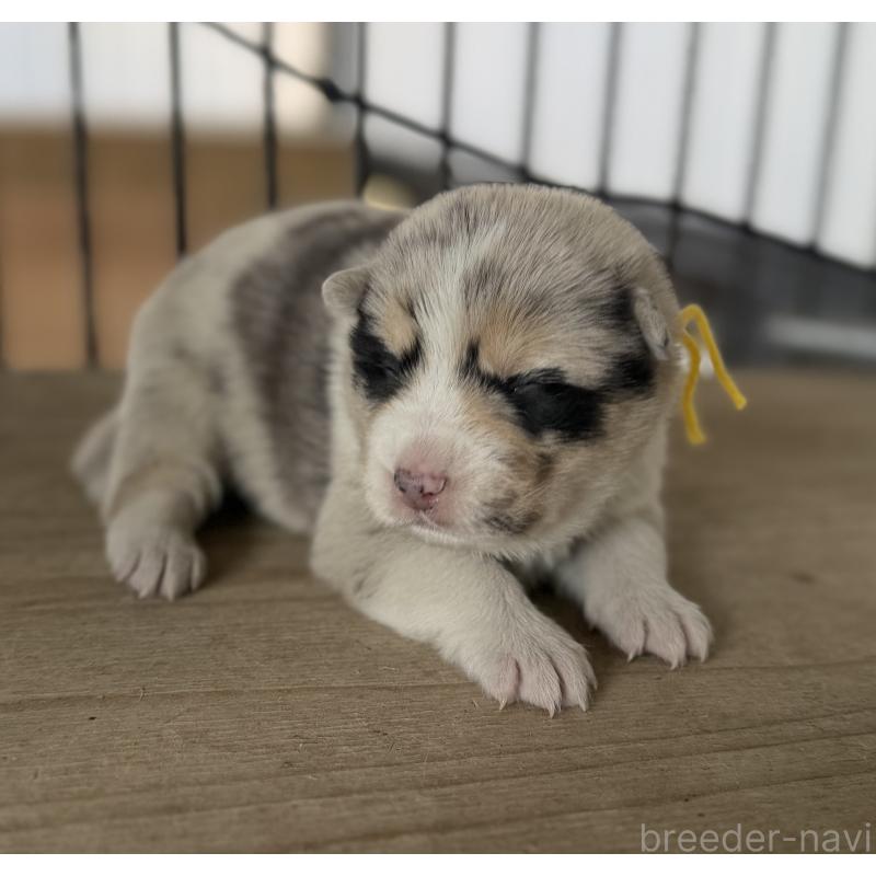 販売中の山梨県のオゥスキー:オーストラリアンシェパード×ハスキー-441736