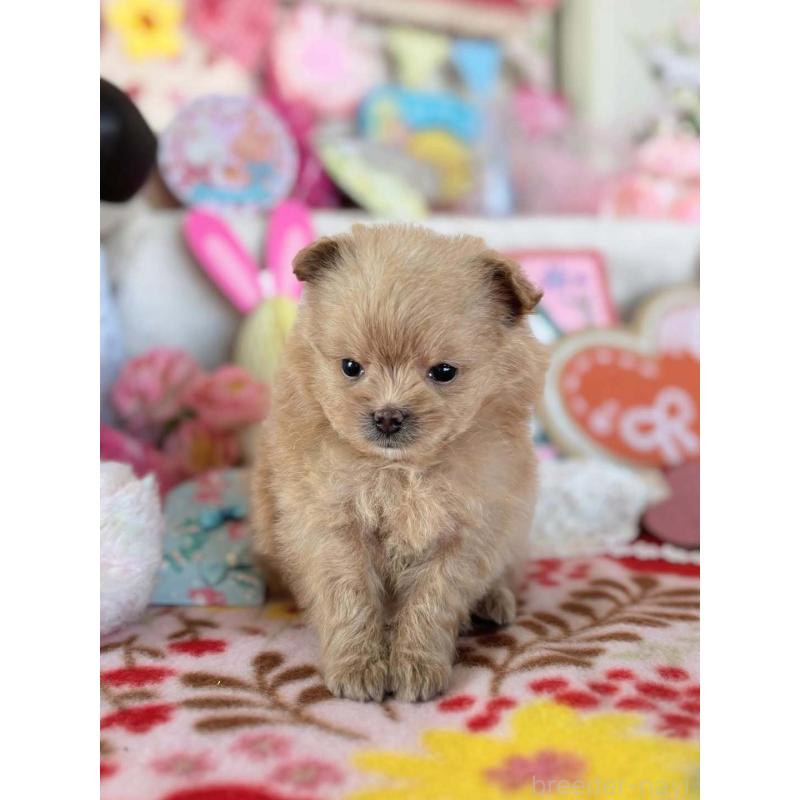 販売中の鹿児島県のポメプー:ポメラニアン×トイプードル-444405の3枚目