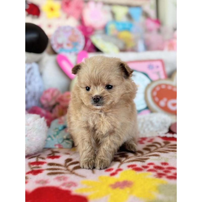 販売中の鹿児島県のポメプー:ポメラニアン×トイプードル-444405の2枚目