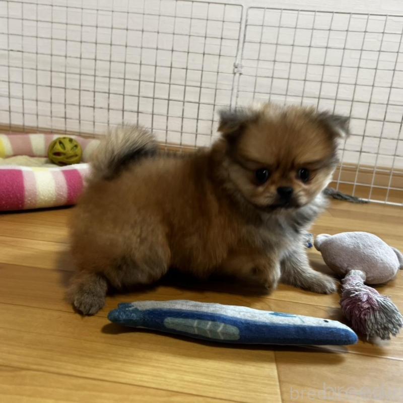 販売中の香川県のポメチワ:ポメラニアン×チワワ-444407の23枚目