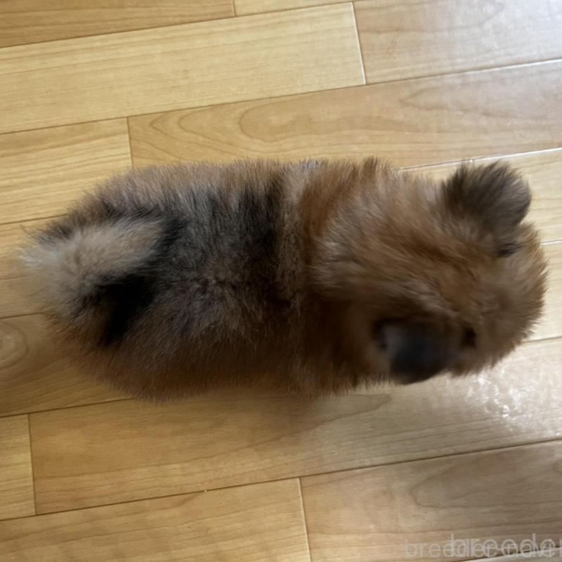 販売中の香川県のポメチワ:ポメラニアン×チワワ-444407の21枚目