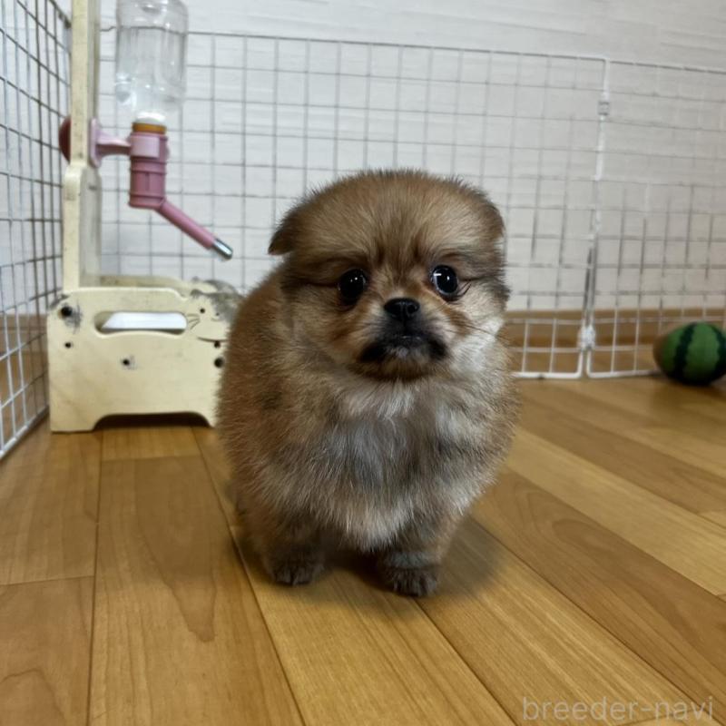 販売中の香川県のポメチワ:ポメラニアン×チワワ-444407の20枚目