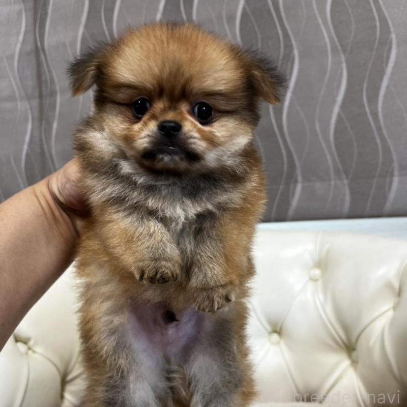 販売中の香川県のポメチワ:ポメラニアン×チワワ-444407の19枚目