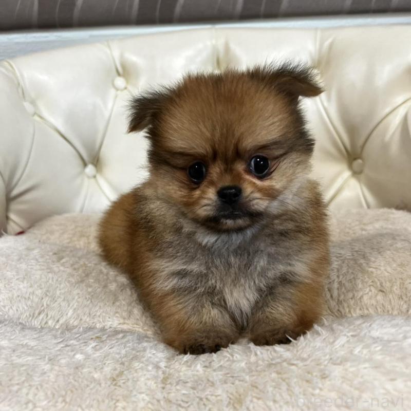 販売中の香川県のポメチワ:ポメラニアン×チワワ-444407の18枚目