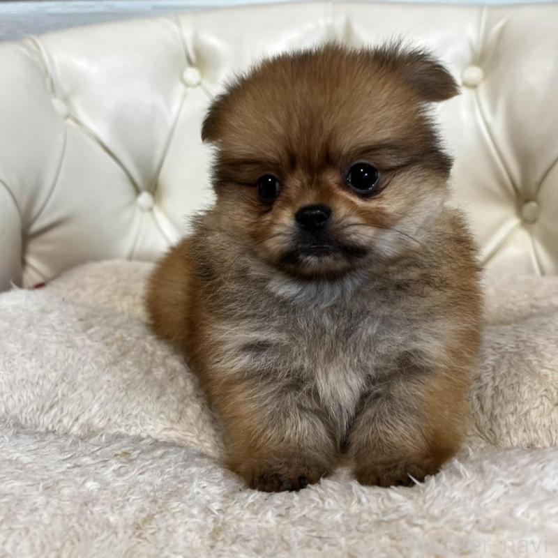 販売中の香川県のポメチワ:ポメラニアン×チワワ-444407の17枚目