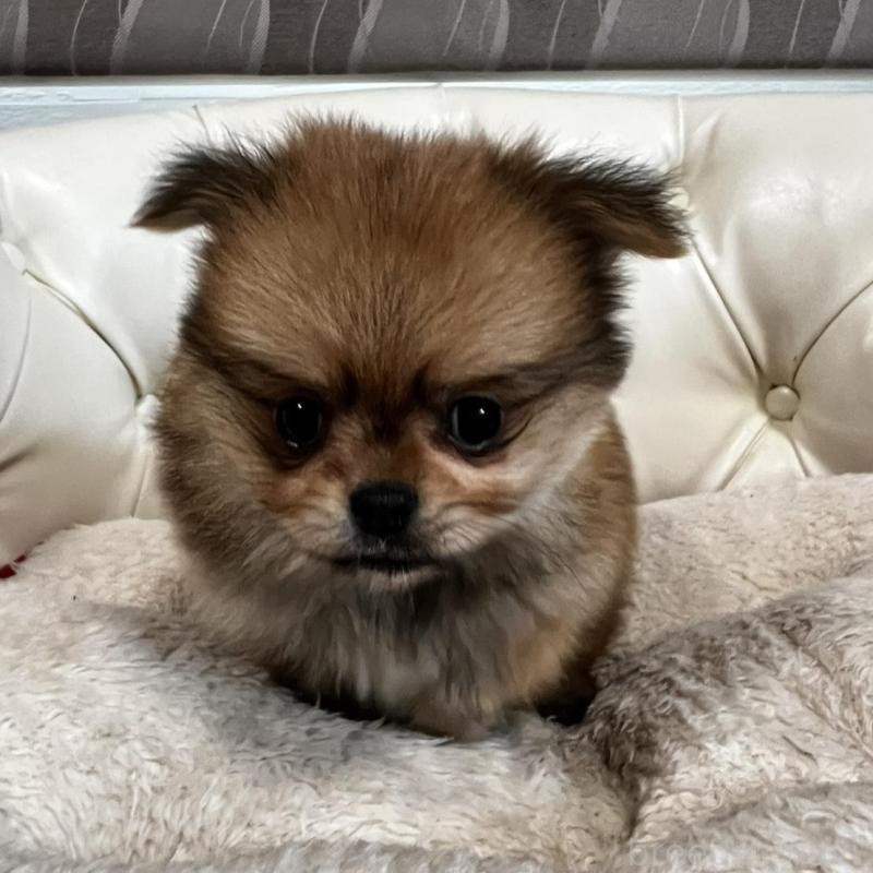 販売中の香川県のポメチワ:ポメラニアン×チワワ-444407の15枚目