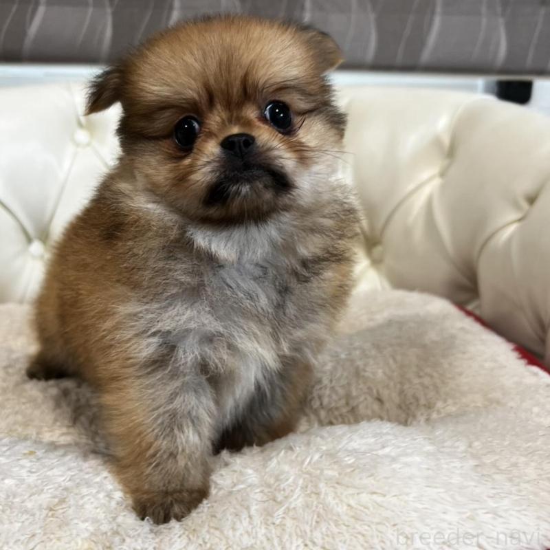 販売中の香川県のポメチワ:ポメラニアン×チワワ-444407の14枚目