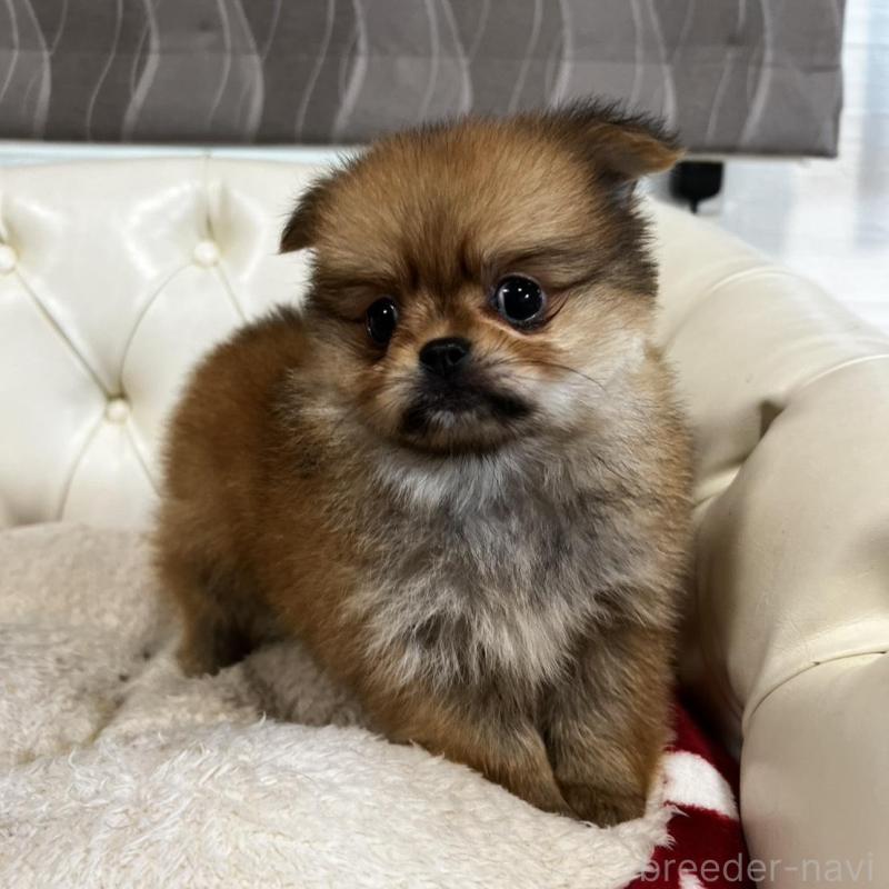 販売中の香川県のポメチワ:ポメラニアン×チワワ-444407の13枚目