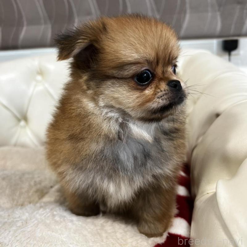 販売中の香川県のポメチワ:ポメラニアン×チワワ-444407の12枚目