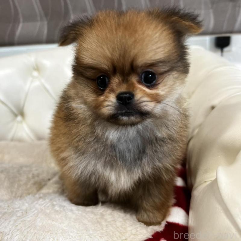 販売中の香川県のポメチワ:ポメラニアン×チワワ-444407の11枚目