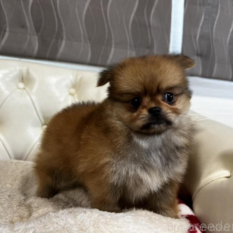 販売中の香川県のポメチワ:ポメラニアン×チワワ-444407の10枚目