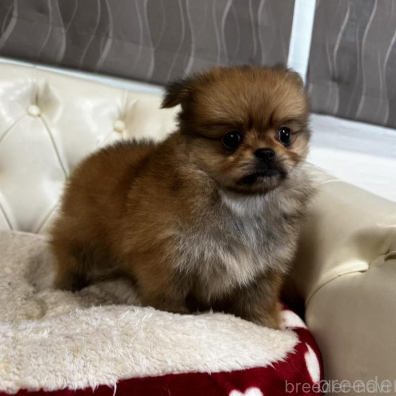 販売中の香川県のポメチワ:ポメラニアン×チワワ-444407の9枚目
