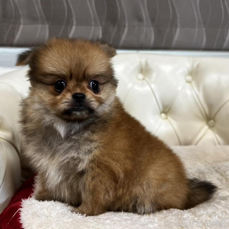 販売中の香川県のポメチワ:ポメラニアン×チワワ-444407の8枚目
