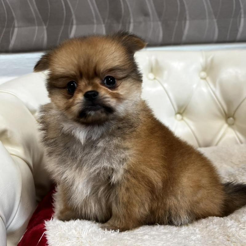 販売中の香川県のポメチワ:ポメラニアン×チワワ-444407の7枚目
